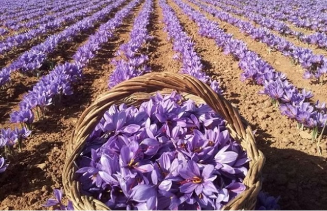 Campo de azafrán en La Mancha